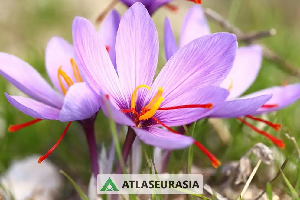 اسانس زعفران